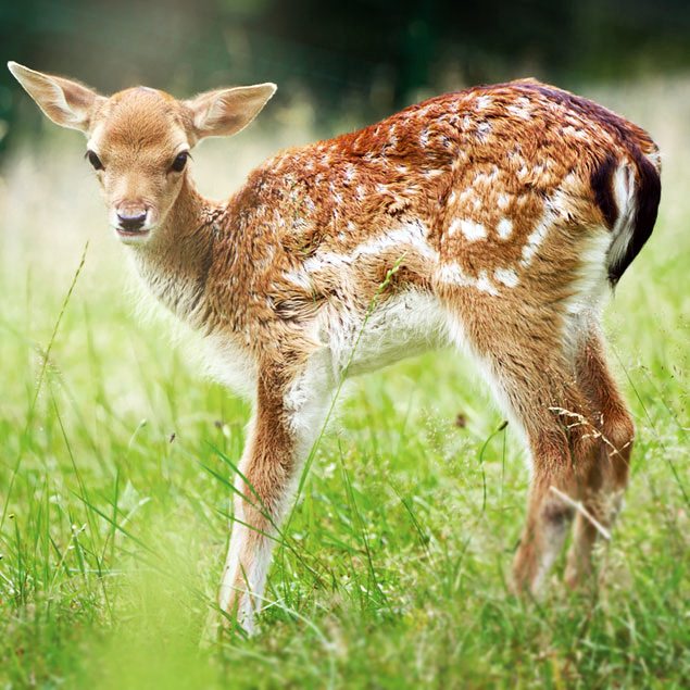 A deer in a green field